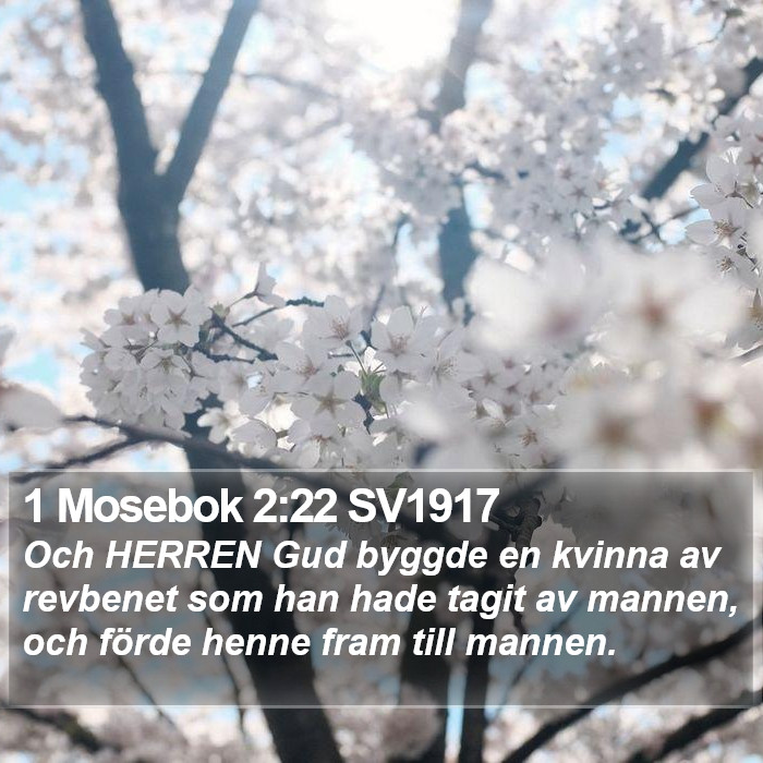 1 Mosebok 2:22 SV1917 Bible Study