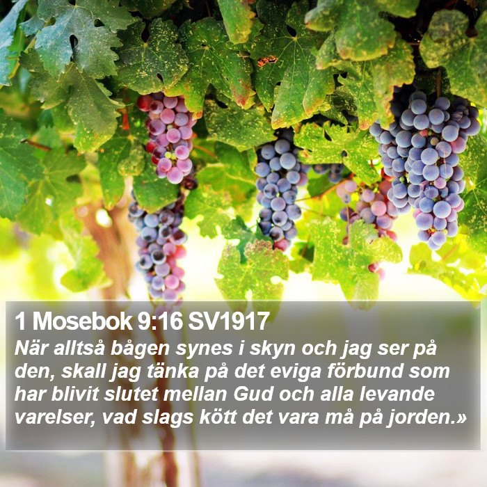 1 Mosebok 9:16 SV1917 Bible Study