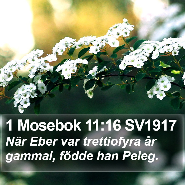 1 Mosebok 11:16 SV1917 Bible Study