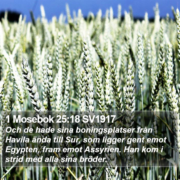 1 Mosebok 25:18 SV1917 Bible Study