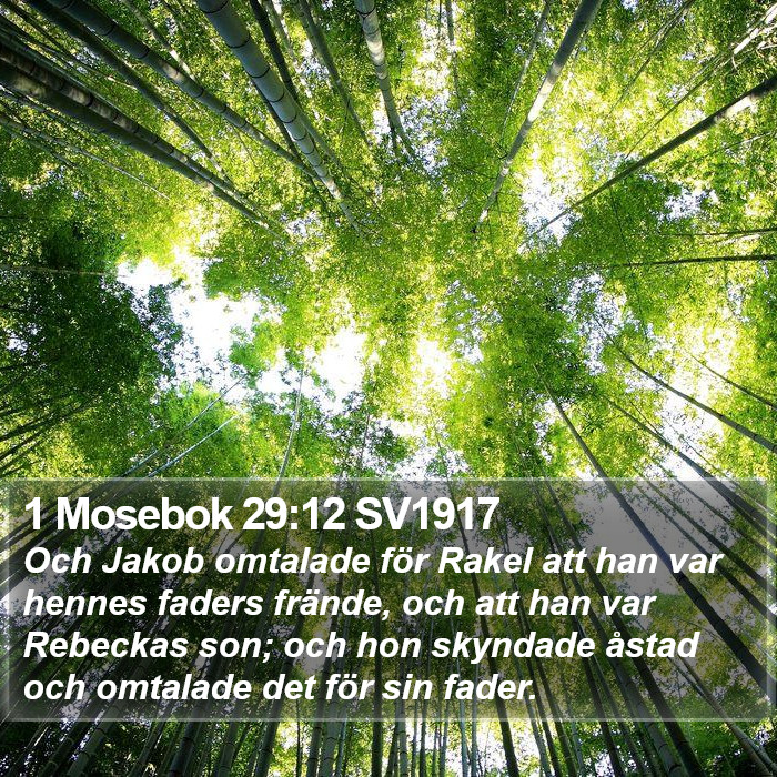 1 Mosebok 29:12 SV1917 Bible Study