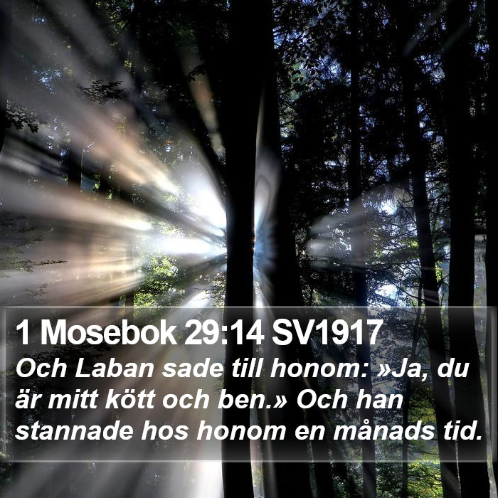 1 Mosebok 29:14 SV1917 Bible Study