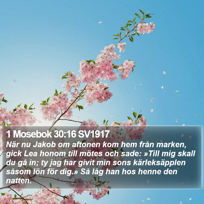 1 Mosebok 30:16 SV1917 Bible Study