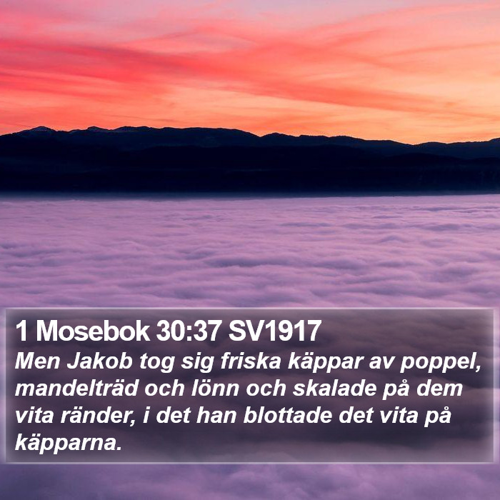 1 Mosebok 30:37 SV1917 Bible Study