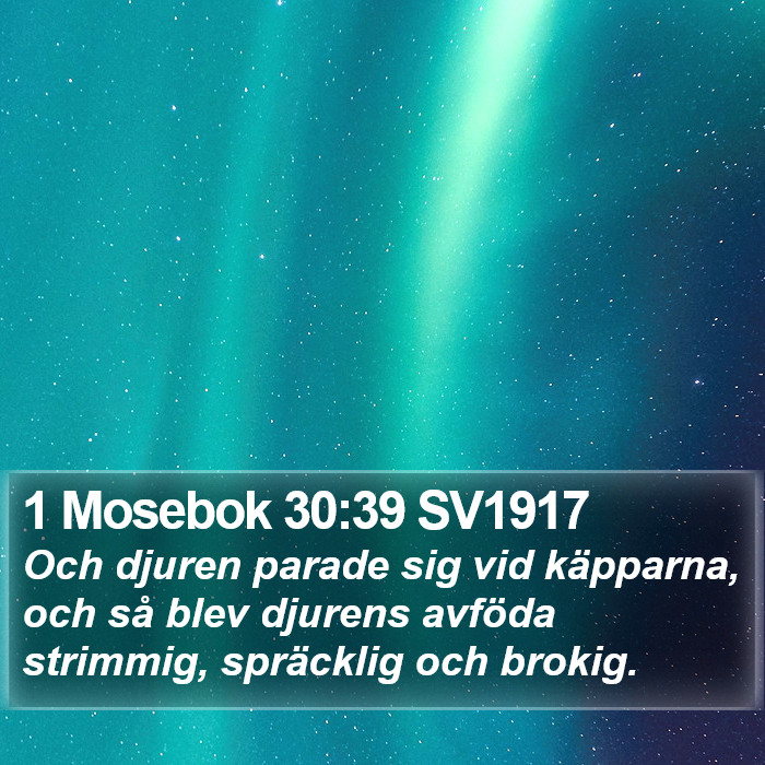 1 Mosebok 30:39 SV1917 Bible Study