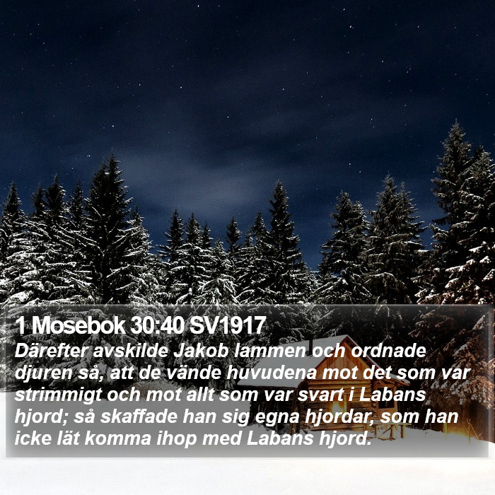 1 Mosebok 30:40 SV1917 Bible Study