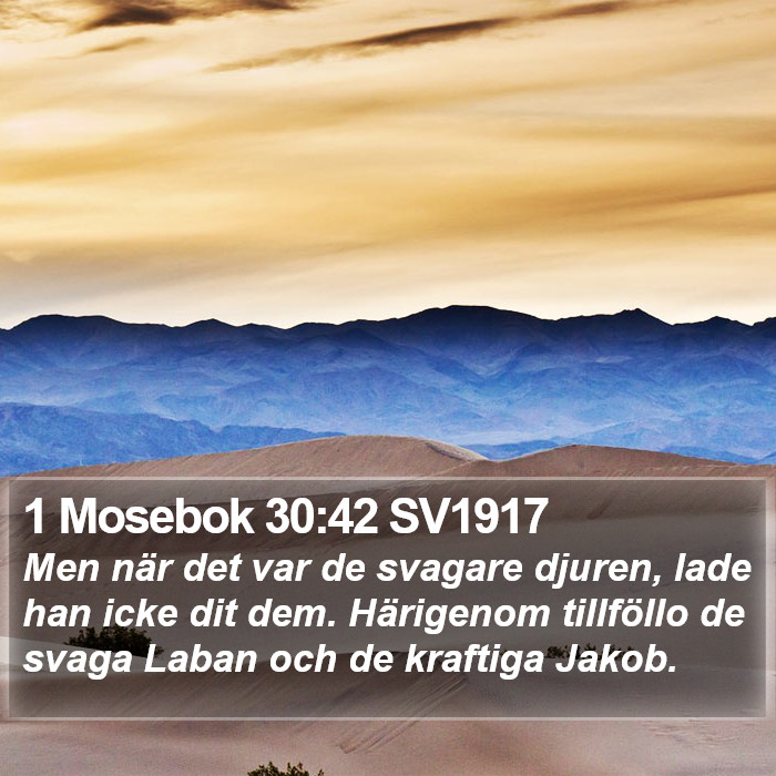 1 Mosebok 30:42 SV1917 Bible Study
