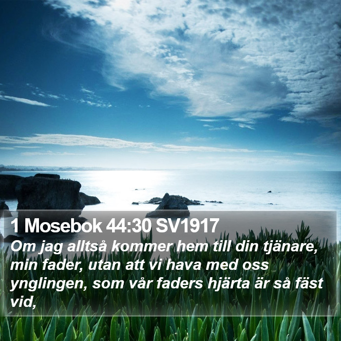 1 Mosebok 44:30 SV1917 Bible Study