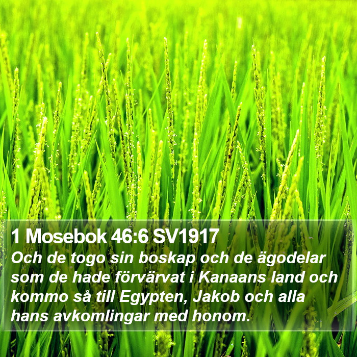 1 Mosebok 46:6 SV1917 Bible Study