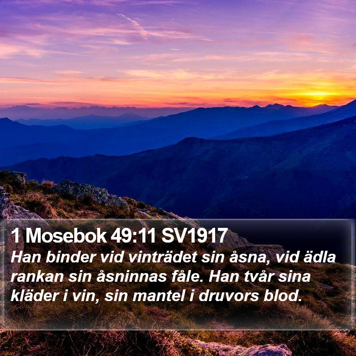 1 Mosebok 49:11 SV1917 Bible Study