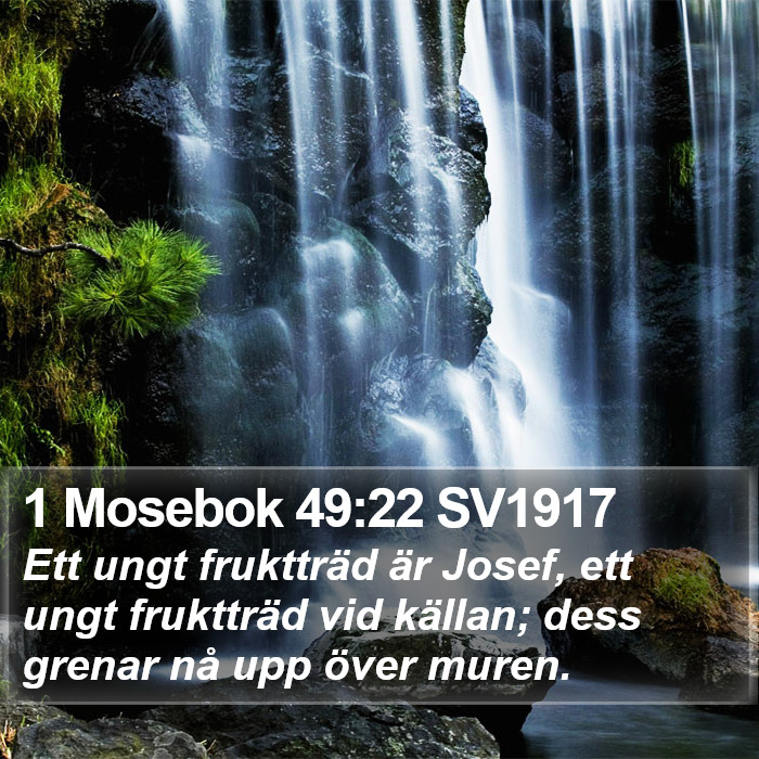 1 Mosebok 49:22 SV1917 Bible Study