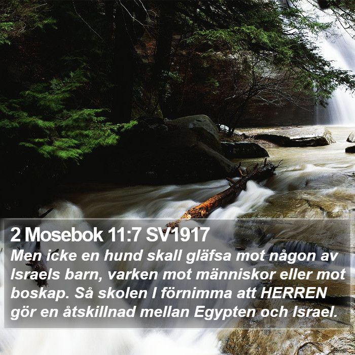 2 Mosebok 11:7 SV1917 Bible Study