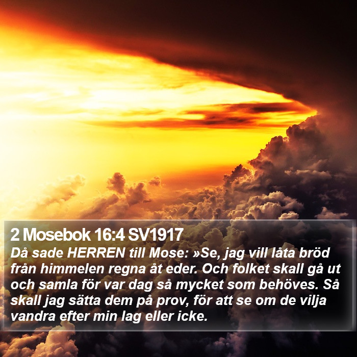 2 Mosebok 16:4 SV1917 Bible Study