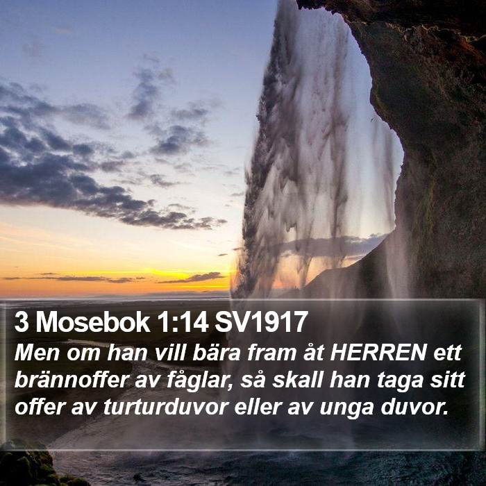 3 Mosebok 1:14 SV1917 Bible Study