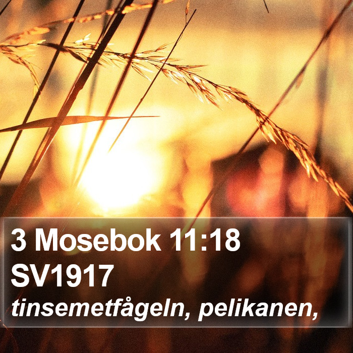 3 Mosebok 11:18 SV1917 Bible Study