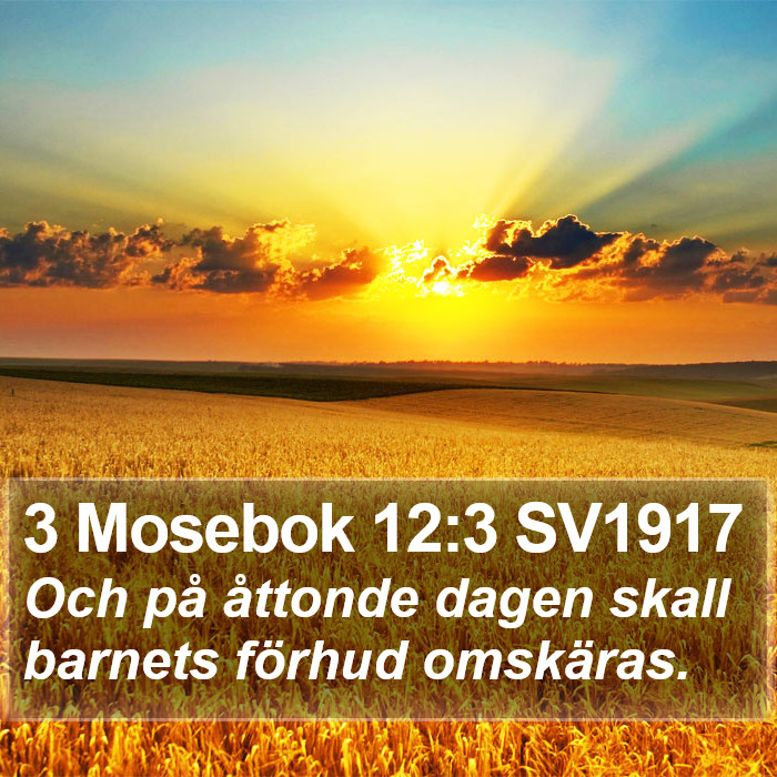 3 Mosebok 12:3 SV1917 Bible Study