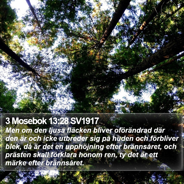 3 Mosebok 13:28 SV1917 Bible Study