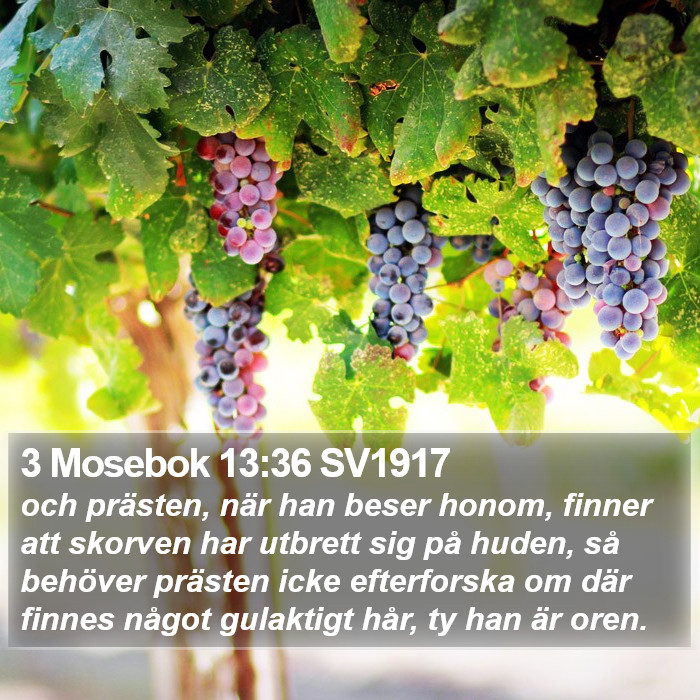 3 Mosebok 13:36 SV1917 Bible Study