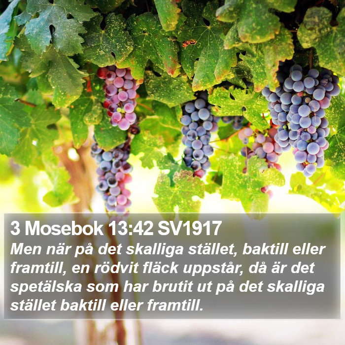 3 Mosebok 13:42 SV1917 Bible Study