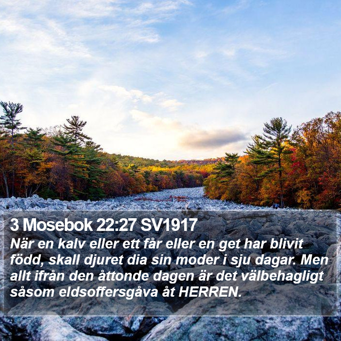 3 Mosebok 22:27 SV1917 Bible Study