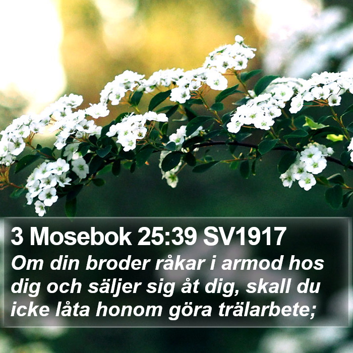 3 Mosebok 25:39 SV1917 Bible Study