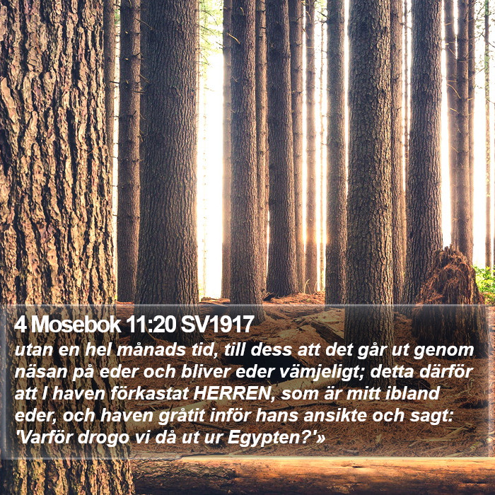 4 Mosebok 11:20 SV1917 Bible Study