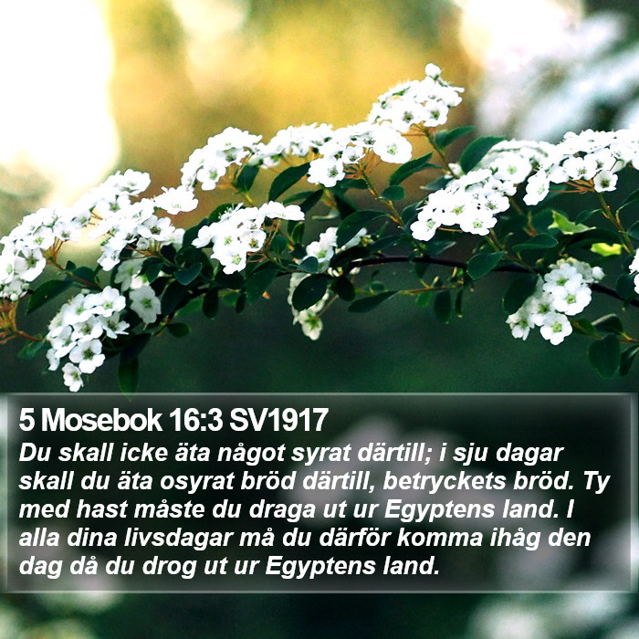 5 Mosebok 16:3 SV1917 Bible Study