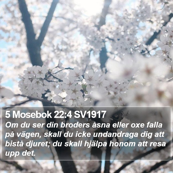 5 Mosebok 22:4 SV1917 Bible Study