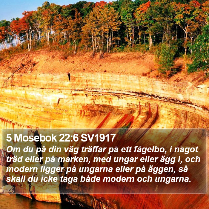5 Mosebok 22:6 SV1917 Bible Study