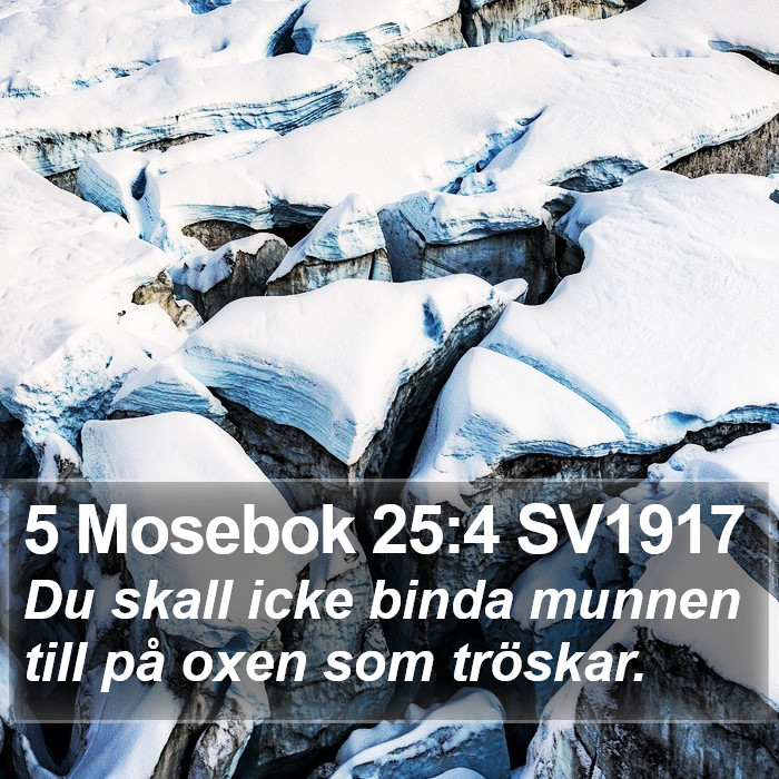 5 Mosebok 25:4 SV1917 Bible Study