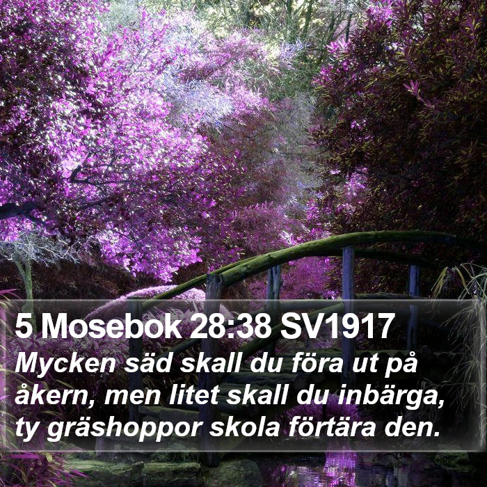 5 Mosebok 28:38 SV1917 Bible Study