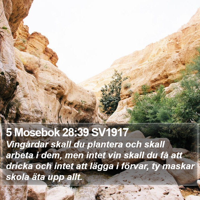 5 Mosebok 28:39 SV1917 Bible Study