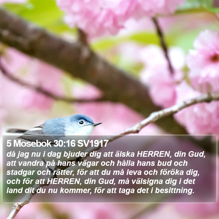 5 Mosebok 30:16 SV1917 Bible Study