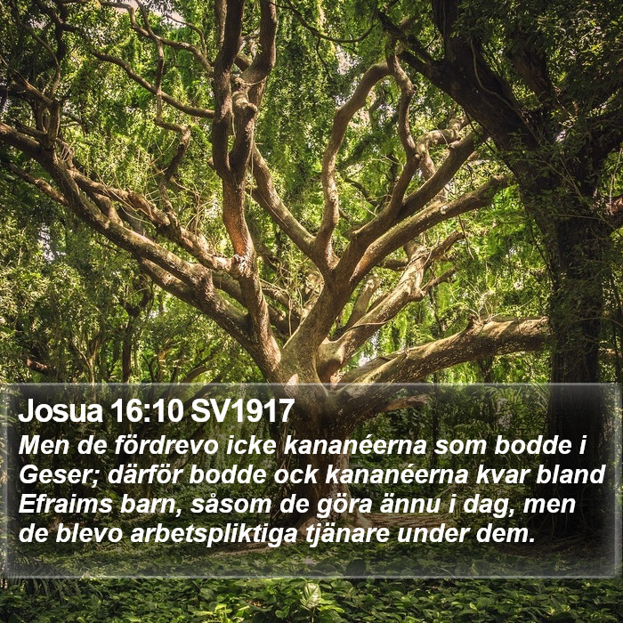 Josua 16:10 SV1917 Bible Study