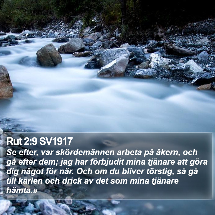 Rut 2:9 SV1917 Bible Study