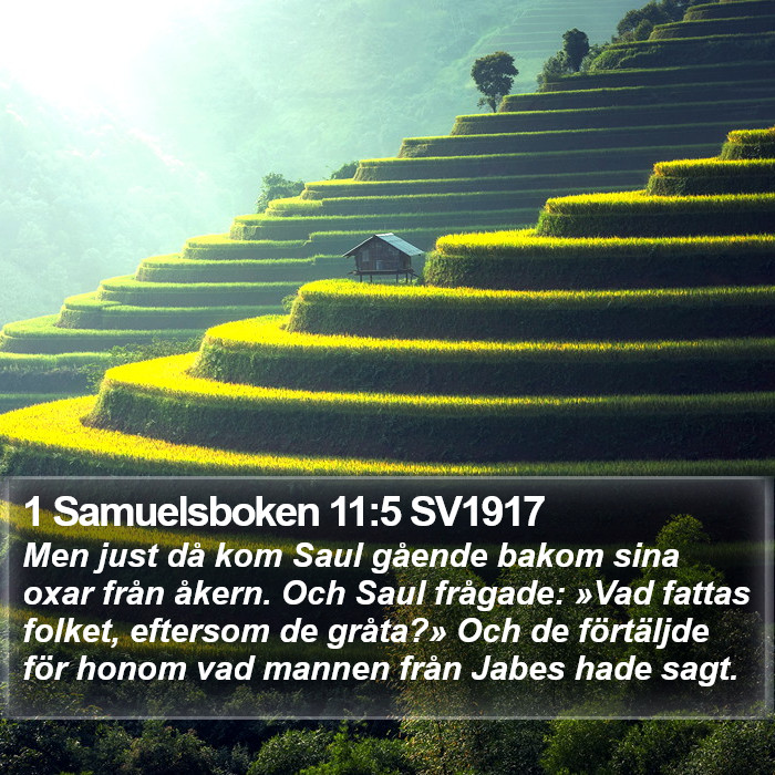 1 Samuelsboken 11:5 SV1917 Bible Study