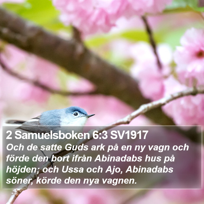 2 Samuelsboken 6:3 SV1917 Bible Study