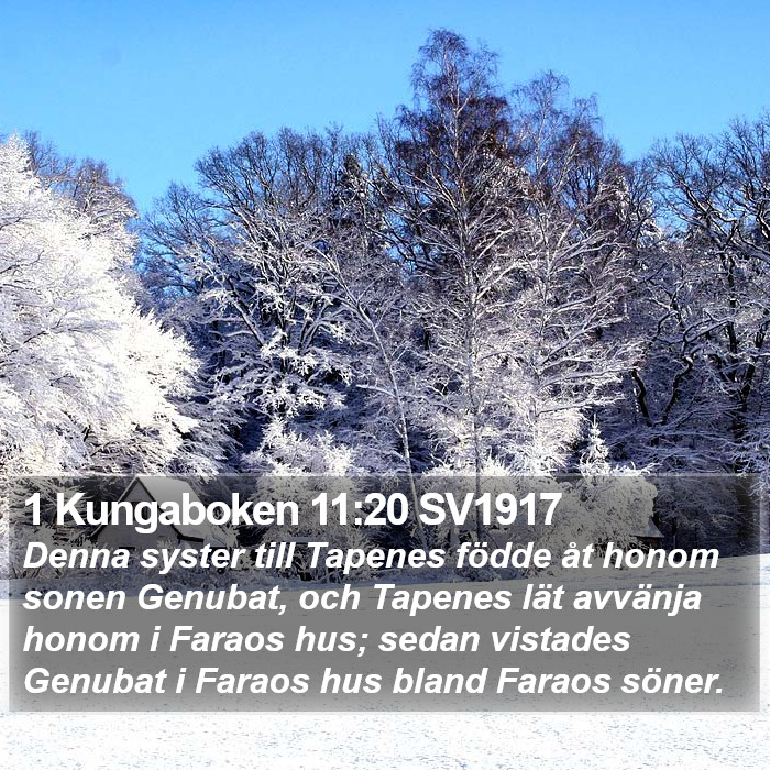 1 Kungaboken 11:20 SV1917 Bible Study
