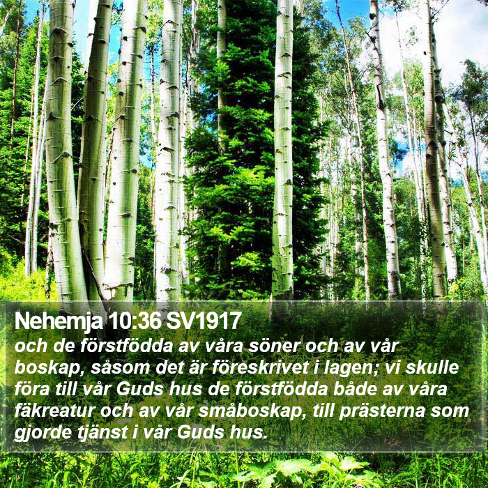 Nehemja 10:36 SV1917 Bible Study