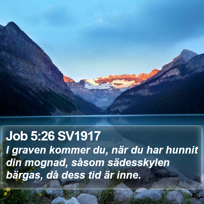 Job 5:26 SV1917 Bible Study