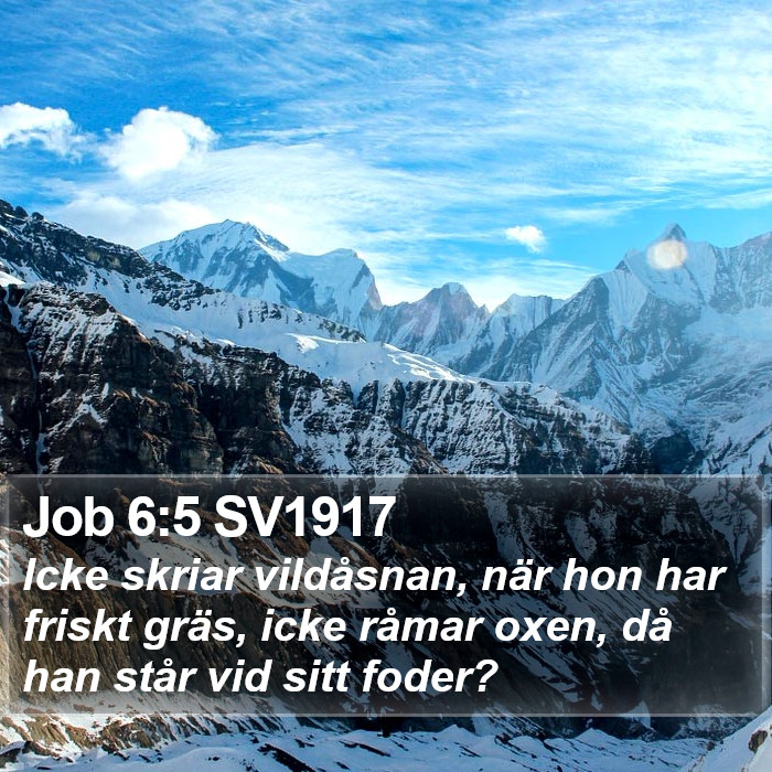 Job 6:5 SV1917 Bible Study