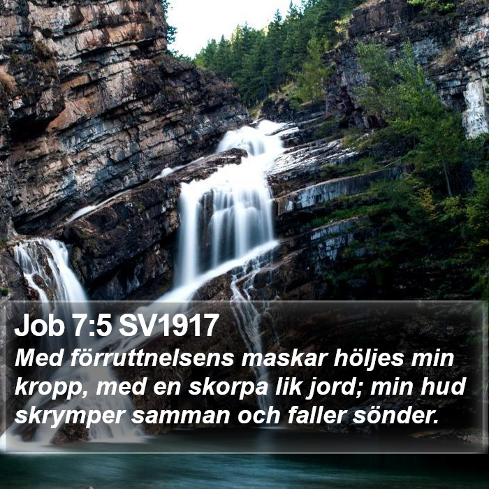 Job 7:5 SV1917 Bible Study