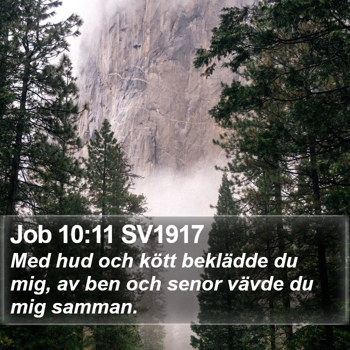 Job 10:11 SV1917 Bible Study