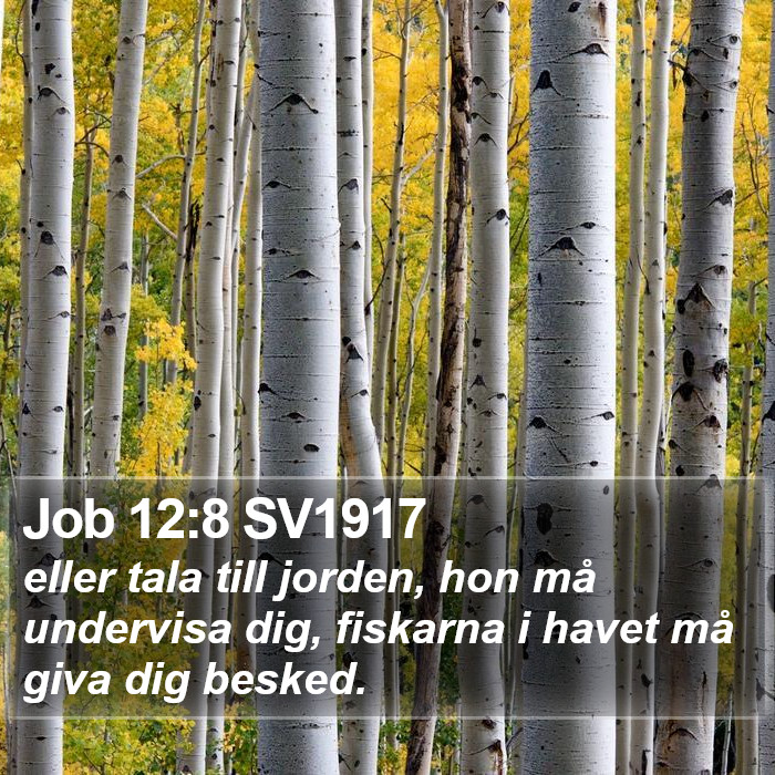 Job 12:8 SV1917 Bible Study