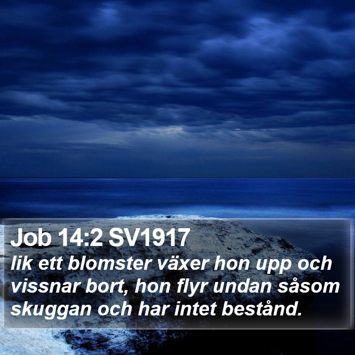 Job 14:2 SV1917 Bible Study