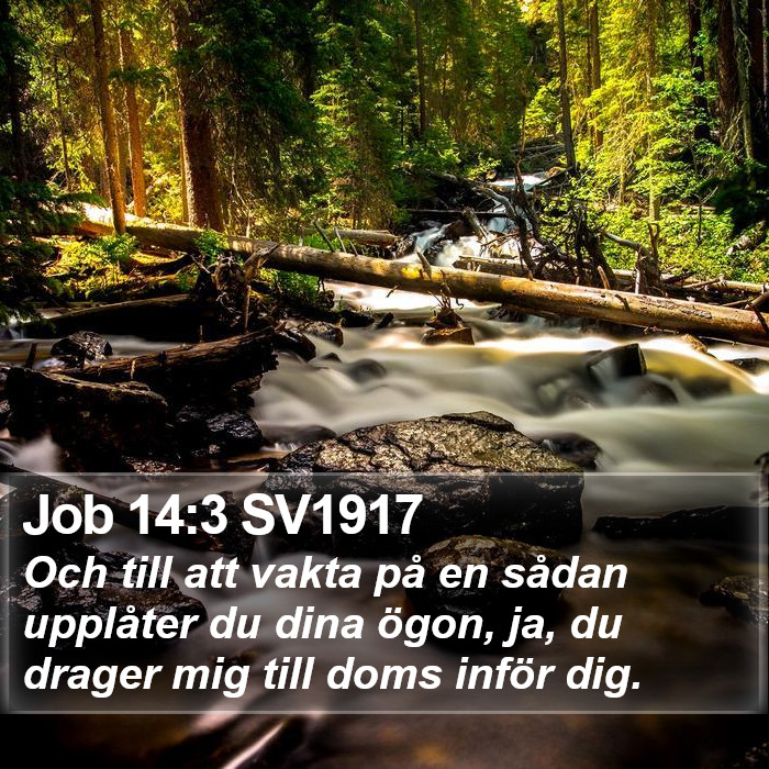 Job 14:3 SV1917 Bible Study