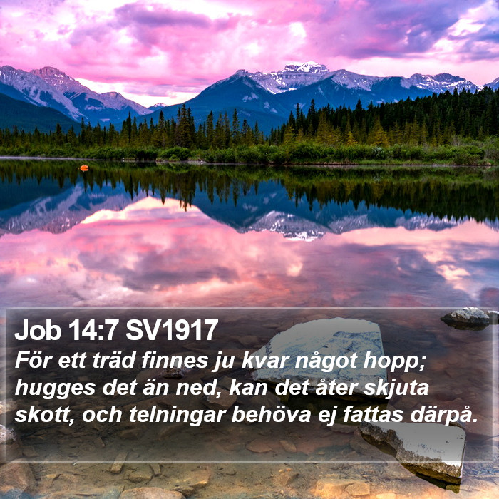 Job 14:7 SV1917 Bible Study