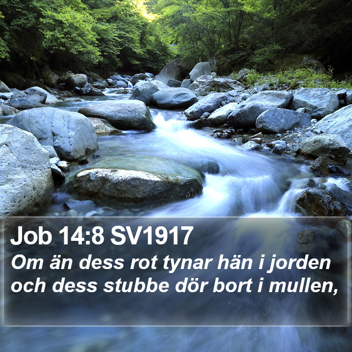 Job 14:8 SV1917 Bible Study