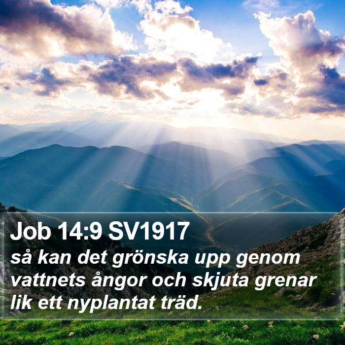 Job 14:9 SV1917 Bible Study