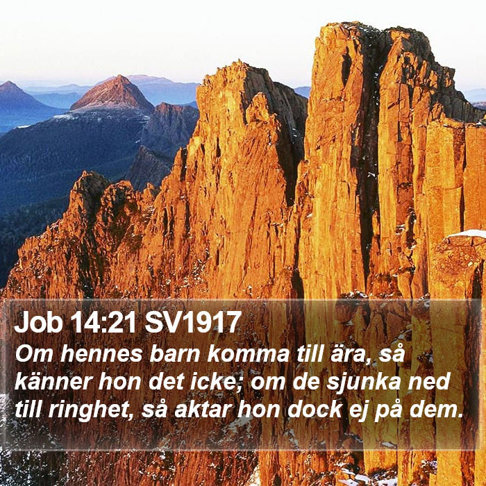 Job 14:21 SV1917 Bible Study